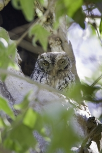 Whiskered Screech-Owl