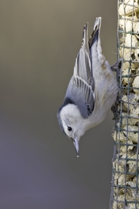 White-breasted Nuthatch