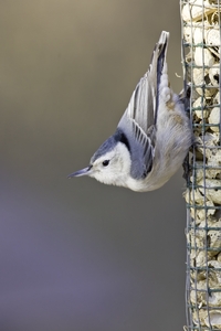 White-breasted Nuthatch