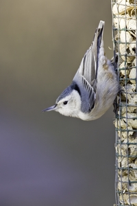 White-breasted Nuthatch