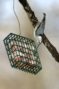 White-breasted Nuthatch