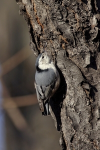 White-breasted Nuthatch