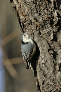 White-breasted Nuthatch
