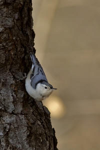 White-breasted Nuthatch