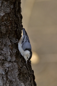 White-breasted Nuthatch