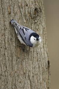 White-breasted Nuthatch