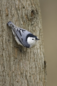White-breasted Nuthatch