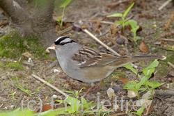 White-crowned Sparrow