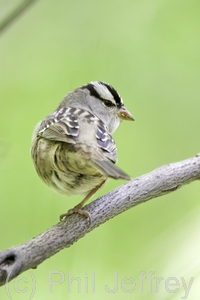 White-crowned Sparrow