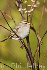 White-crowned Sparrow