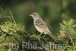 White-crowned Sparrow