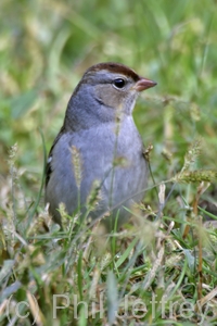 White-crowned Sparrow