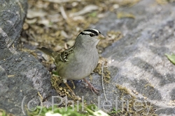 White-crowned Sparrow