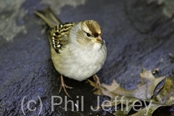 White-crowned Sparrow