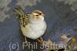 White-crowned Sparrow