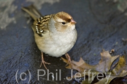 White-crowned Sparrow