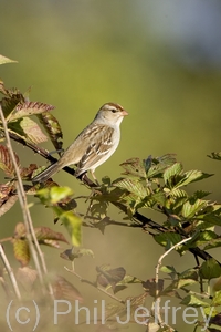 White-crowned Sparrow