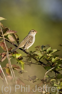 White-crowned Sparrow