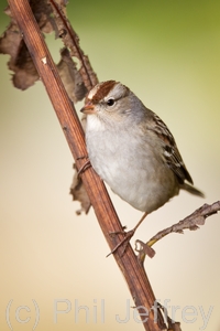 White-crowned Sparrow