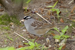 White-crowned Sparrow