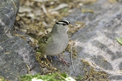 White-crowned Sparrow