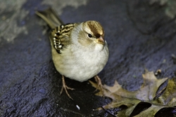 White-crowned Sparrow
