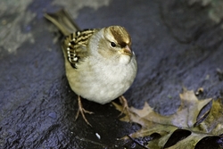 White-crowned Sparrow