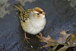 White-crowned Sparrow