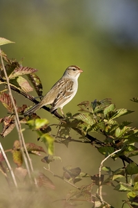 White-crowned Sparrow