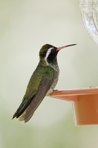 White-eared Hummingbird