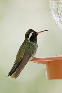 White-eared Hummingbird