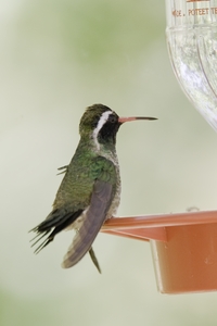 White-eared Hummingbird