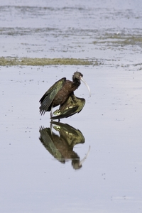 White-faced Ibis