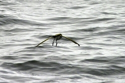 White-faced Storm-Petrel