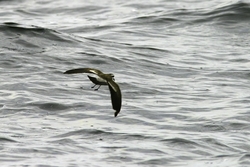 White-faced Storm-Petrel