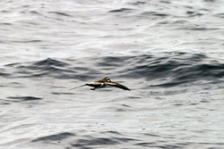 White-faced Storm-Petrel