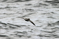 White-faced Storm-Petrel