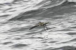 White-faced Storm-Petrel