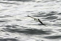 White-faced Storm-Petrel