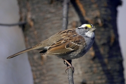 White-throated Sparrow