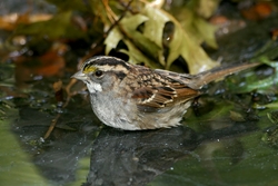 White-throated Sparrow