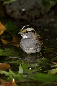 White-throated Sparrow