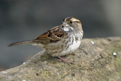 White-throated Sparrow