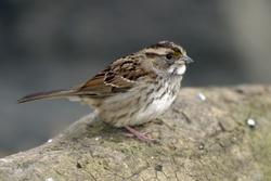 White-throated Sparrow