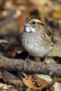 White-throated Sparrow
