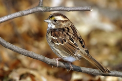 White-throated Sparrow