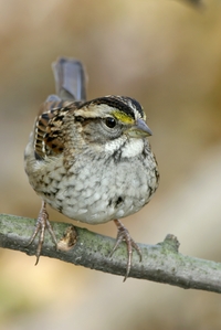 White-throated Sparrow