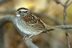 White-throated Sparrow