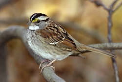 White-throated Sparrow