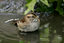 White-throated Sparrow